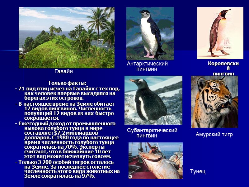 Только факты: - 71 вид птиц исчез на Гавайях с тех пор, как человек